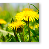 dandelions and weeds