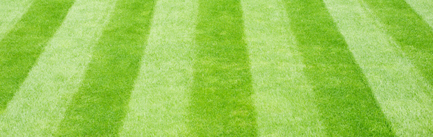 mown lawn