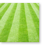 rolled turf